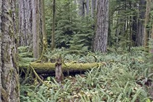 Temperate rainforest - lichens & ferns on dead trees