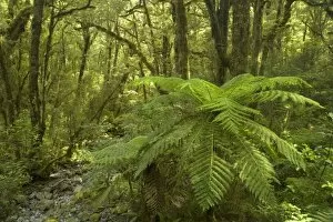 Temperate rainforest - lush Southern Beech rainforest with treefern and heavily with moss and lichen-covered trees