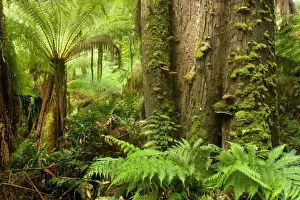 Temperate rainforest - lush temperate rainforest with Myrtle Beeches and lots of treefern, ground-growing fern and fungi - Mait's Rest, Great Otways National Park, Great Ocean Road, Victoria, Australia