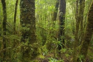 Images Dated 7th December 2008: Temperate rainforest - magnificent Franklin river cuts through lush