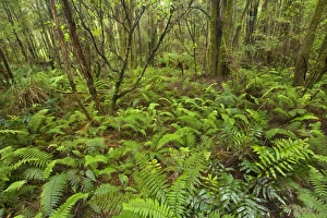 Images Dated 7th December 2008: Temperate rainforest - magnificent lush, cool temperate rainforest