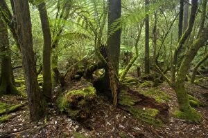 Images Dated 7th December 2008: Temperate rainforest - magnificent lush, cool temperate rainforest