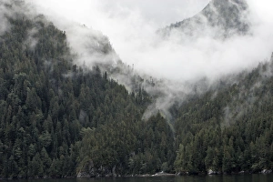 Images Dated 2nd October 2007: Temperate Rainforest & mist - Mussel Bay near Klemtu - British Colombia - Canada