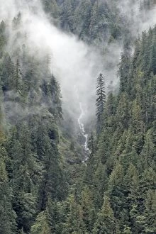 Images Dated 2nd October 2007: Temperate Rainforest & mist - Mussel Bay near Klemtu - British Colombia - Canada