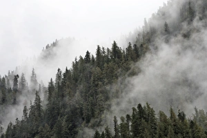 Images Dated 2nd October 2007: Temperate Rainforest & mist - Mussel Bay near Klemtu - British Colombia - Canada