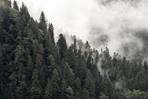 Images Dated 2nd October 2007: Temperate Rainforest & mist - Mussel Bay near Klemtu - British Colombia - Canada