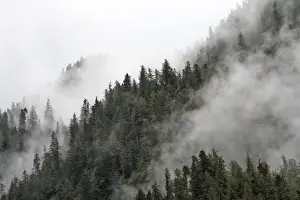 Temperate Rainforest & mist - Mussel Bay near Klemtu - British Colombia - Canada