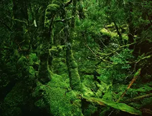 Temperate Rainforest - Moss-covered Myrtle - Cradle Mountain-Lake St Clair National Park, Tasmania, Australia JPF24142