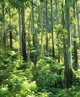 Ashes Prints: Temperate rainforest with Mountain Ash and Tree Ferns (Cyathea australis)