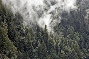 Images Dated 2nd October 2007: Temperate Rainforest Princess Royal Island British Columbia Canada