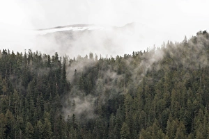Images Dated 2nd October 2007: Temperate Rainforest on Princess Royal Island British Columbia Canada