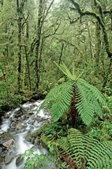 Temperate Rainforest - tree fern