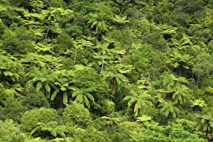 Images Dated 15th January 2008: Temperate rainforest - with tree ferns and other native trees