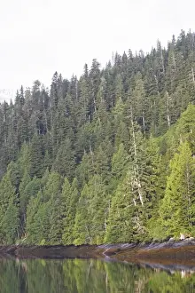 Estuaries Prints: Temperate rainforest - view of trees by estuary