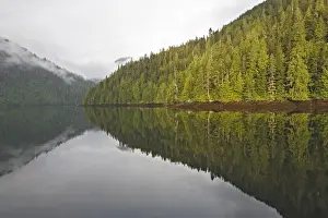Estuaries Prints: Temperate rainforest - view of trees with reflection in estuary