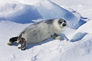 Ten-day-old harp seal pup fur starting to