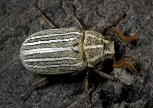 Chafers Prints: Ten-lined June beetle, or chafer