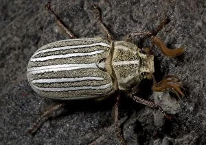 Ten-lined June / chafer beetle