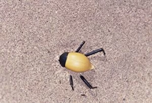 Images Dated 19th July 2005: Tenebrionid Beetle - burrowing under sand during heat of day. Skeleton Coast, Namibia, Africa