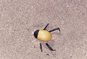 Images Dated 19th July 2005: Tenebrionid Beetle - burrowing under sand during heat of day. Skeleton Coast, Namibia, Africa