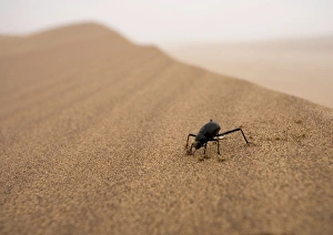 Tenebrionid Beetle - Fog-Basking in the Namib Dune Belt (Uses fog to gain moisture) Tenebrionid Beetle - Fog-Basking in the Namib Dune Belt (Uses fog to gain moisture)