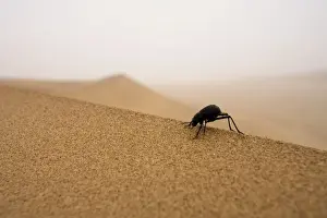 Misty Prints: Tenebrionid Beetle Fog-Basking in the Namib Dune Belt (Uses fog to gain moisture) Namib Desert
