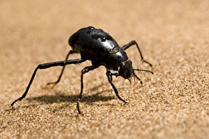 Images Dated 15th March 2009: Tenebrionid Beetle - fog basking - using its body to drink water droplets