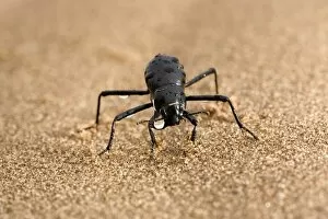 Images Dated 16th July 2009: Tenebrionid Beetle - fog basking - using its body to drink water droplets - Namib Desert - Namibia