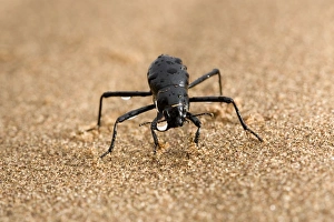 Images Dated 16th July 2009: Tenebrionid Beetle - fog basking - using its body to drink water droplets - Namib Desert - Namibia