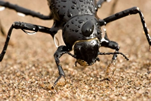 Images Dated 15th March 2009: Tenebrionid Beetle - fog basking - using its body to drink water droplets