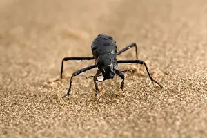 Deserts Prints: Tenebrionid Beetle - fog basking - using its body to drink water droplets - Namib Desert - Namibia - Africa