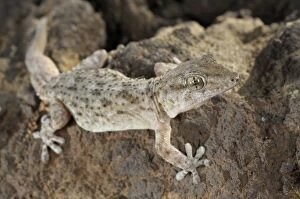 Tenerife Gecko - Tenerife