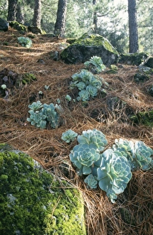 Images Dated 3rd November 2005: Tenerife - Greenovia aurea rosettes in old Canary Pinr Cloud forest
