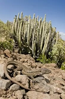 Images Dated 27th April 2009: Tenerife Lizard - female - in typical habitat