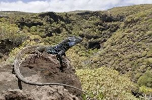 Tenerife Lizard - male in habitat
