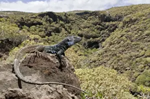 Canary Islands Prints: Tenerife Lizard - male in habitat - Tenerife - Canary Islands