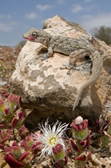 Images Dated 26th April 2009: Tenerife / Tenerife Wall Gecko - in its habitat