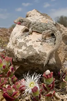Lizards Prints: Tenerife / Tenerife Wall Gecko - in its habitat - Tenenife - Canary Islands