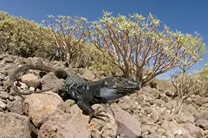 Canary Islands Prints: Tenerife / Western Canaries Lizard - male in habitat - Tenerife - Canary Islands