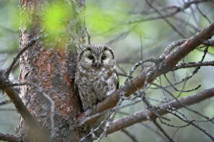 Scandinavia Collection: Tengmalm's Owl Aegolius funereus Oulu Region, Finland BI014260