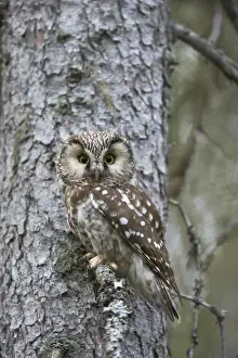 Tengmalm's Owl Aegolius funereus Oulu Region, Finland BI014251