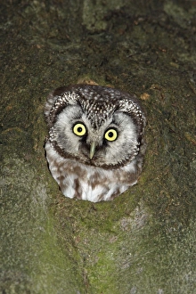 Tengmalms Owl