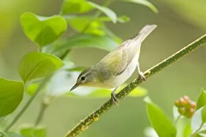Images Dated 3rd May 2012: Tennessee Warbler