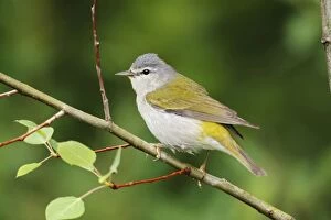 Images Dated 5th July 2006: Tennessee Warbler