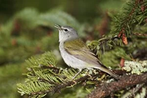 Images Dated 3rd July 2006: Tennessee Warbler