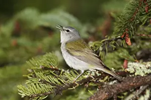 Tennessee Warbler