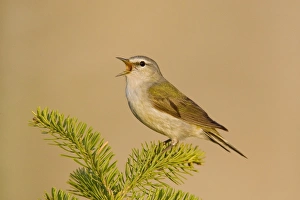 Images Dated 26th May 2007: Tennessee Warbler
