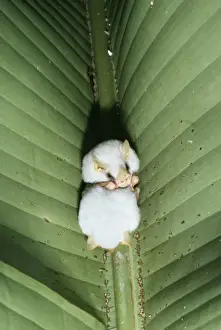 Roosting Prints: Tent Making Bat AW 3711 Costa Rica Ectopmylla alba © Adrian Warren / ARDEA LONDON