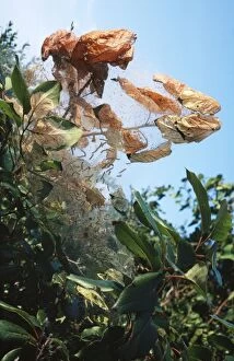 Tent Moth Caterpillar Nest, larvae spin tent enclosing food plant