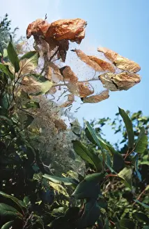 Tent Moth Caterpillar Nest, larvae spin tent enclosing food plant. Fam: Lasiocampidae. USA